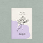 PHLOX drummondii 'Sugar Stars'-Angelo