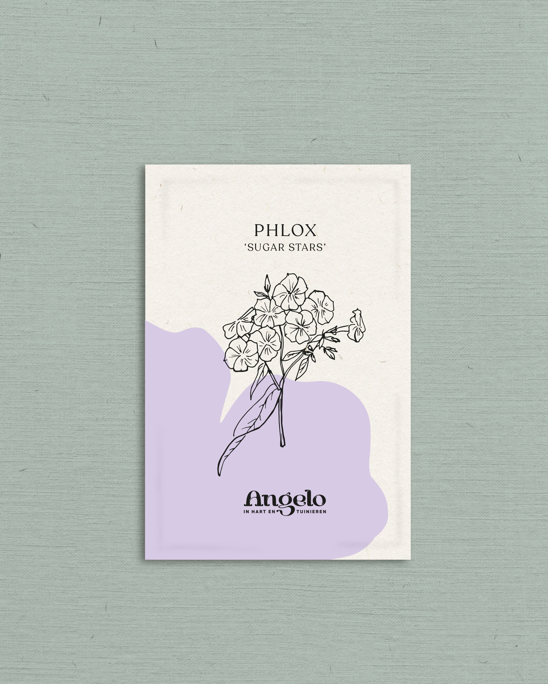 PHLOX drummondii 'Sugar Stars'-Angelo