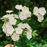 Phlox drummondii 'Isabellina'-Angelo