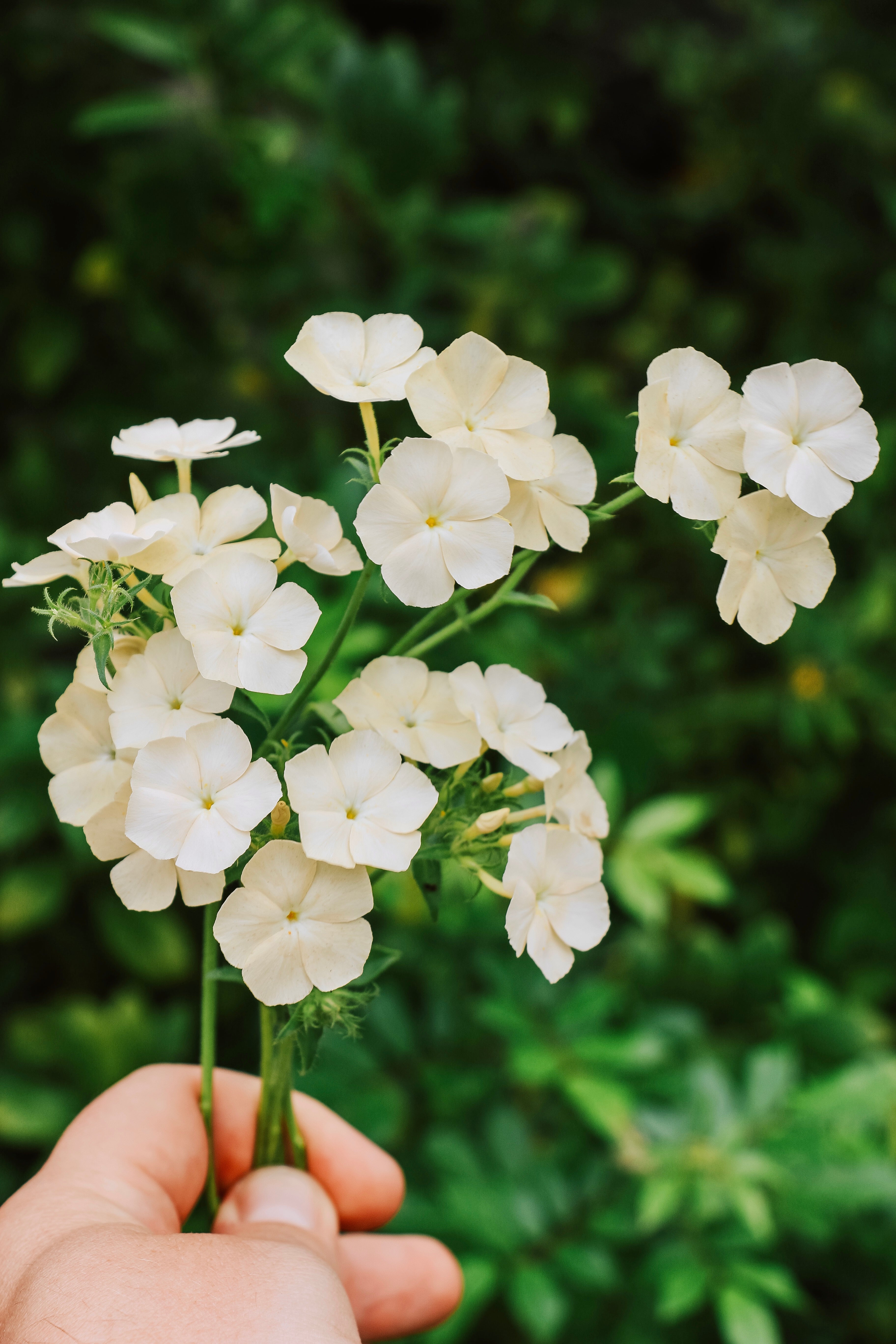 Phlox drummondii 'Isabellina'-Angelo