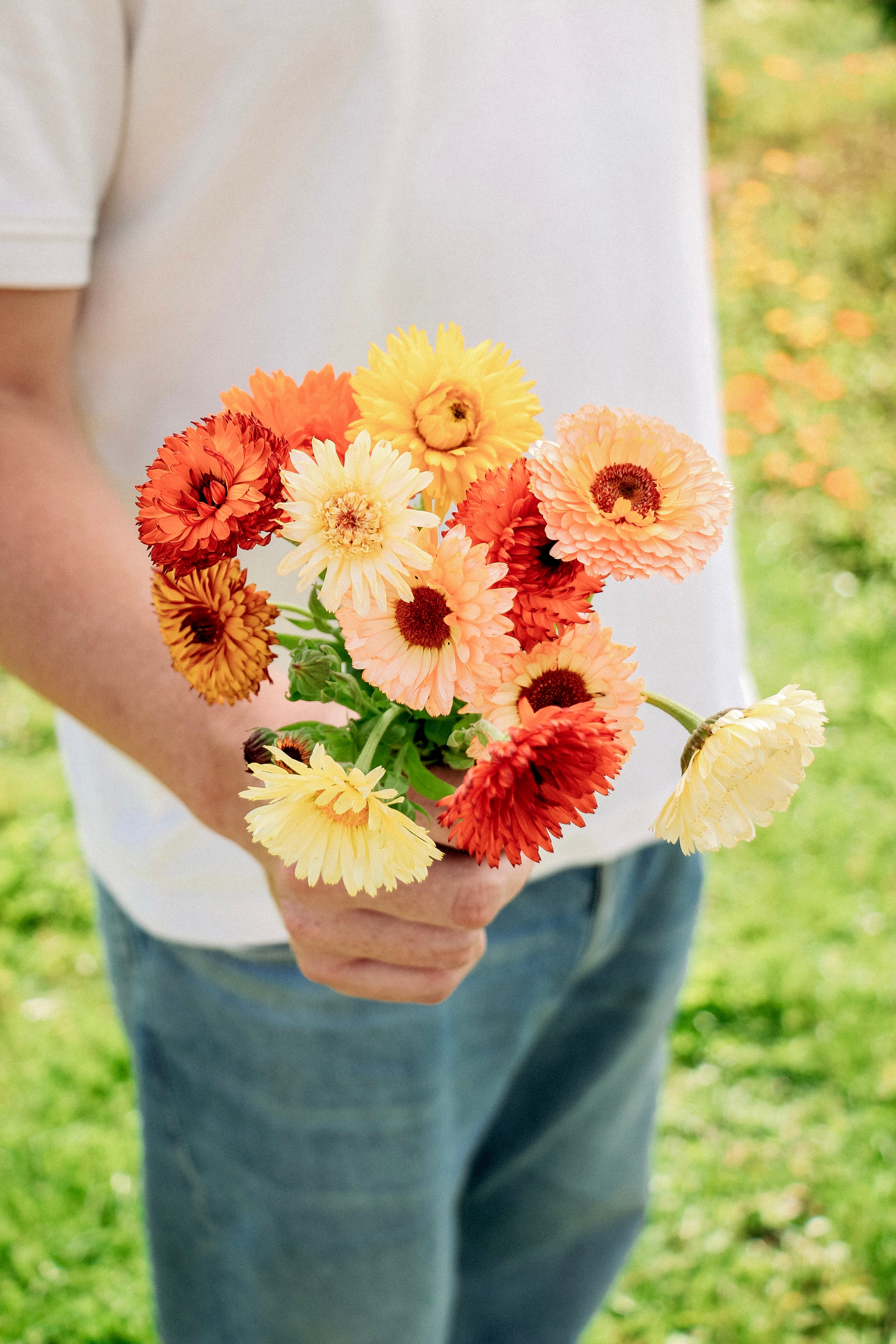 Calendula officinalis &