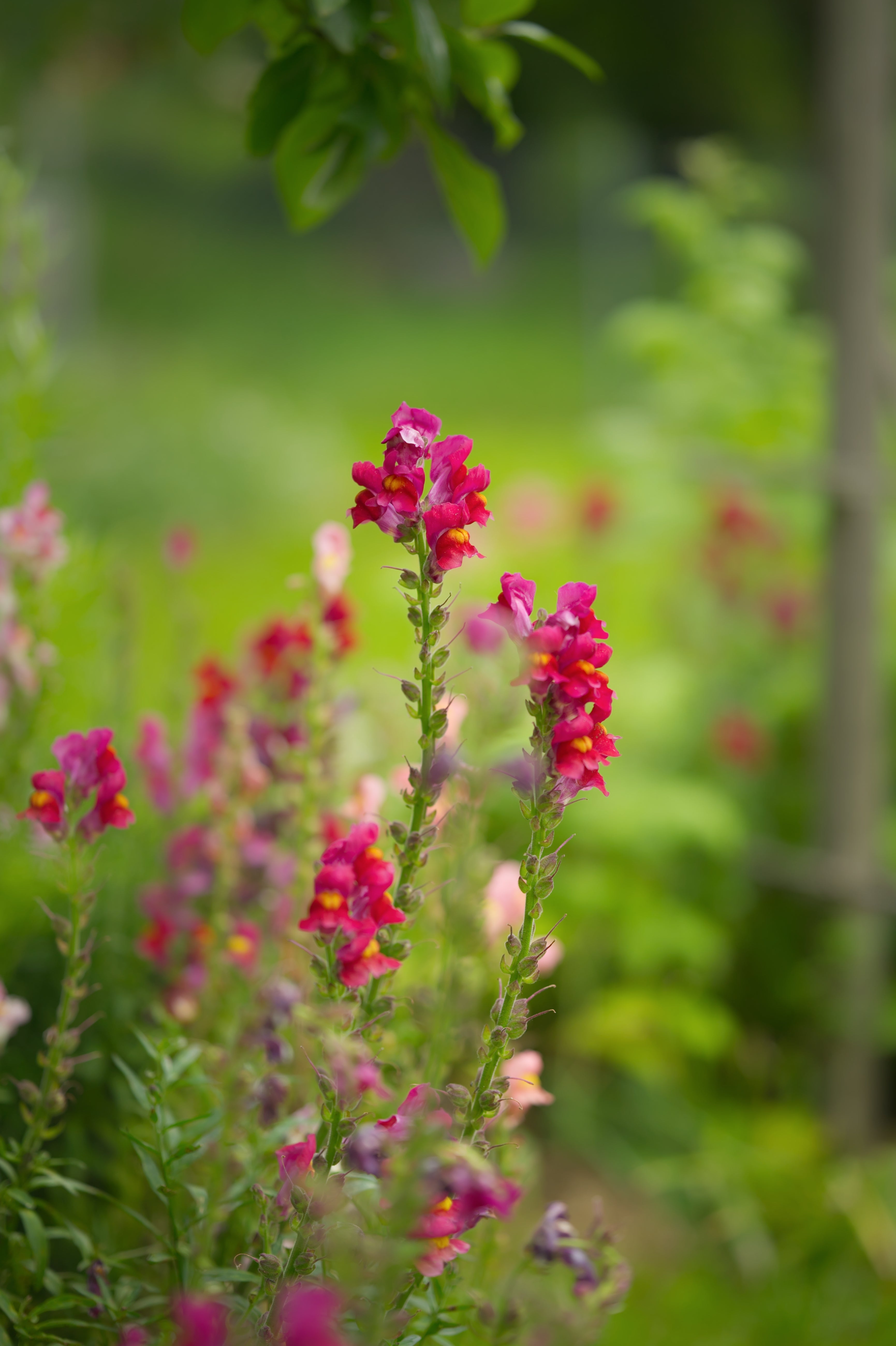 Antirrhinum majus &