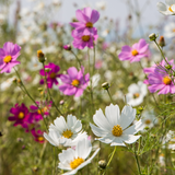 Cosmos bipinnatus 'Sensation Mixture'-Angelo