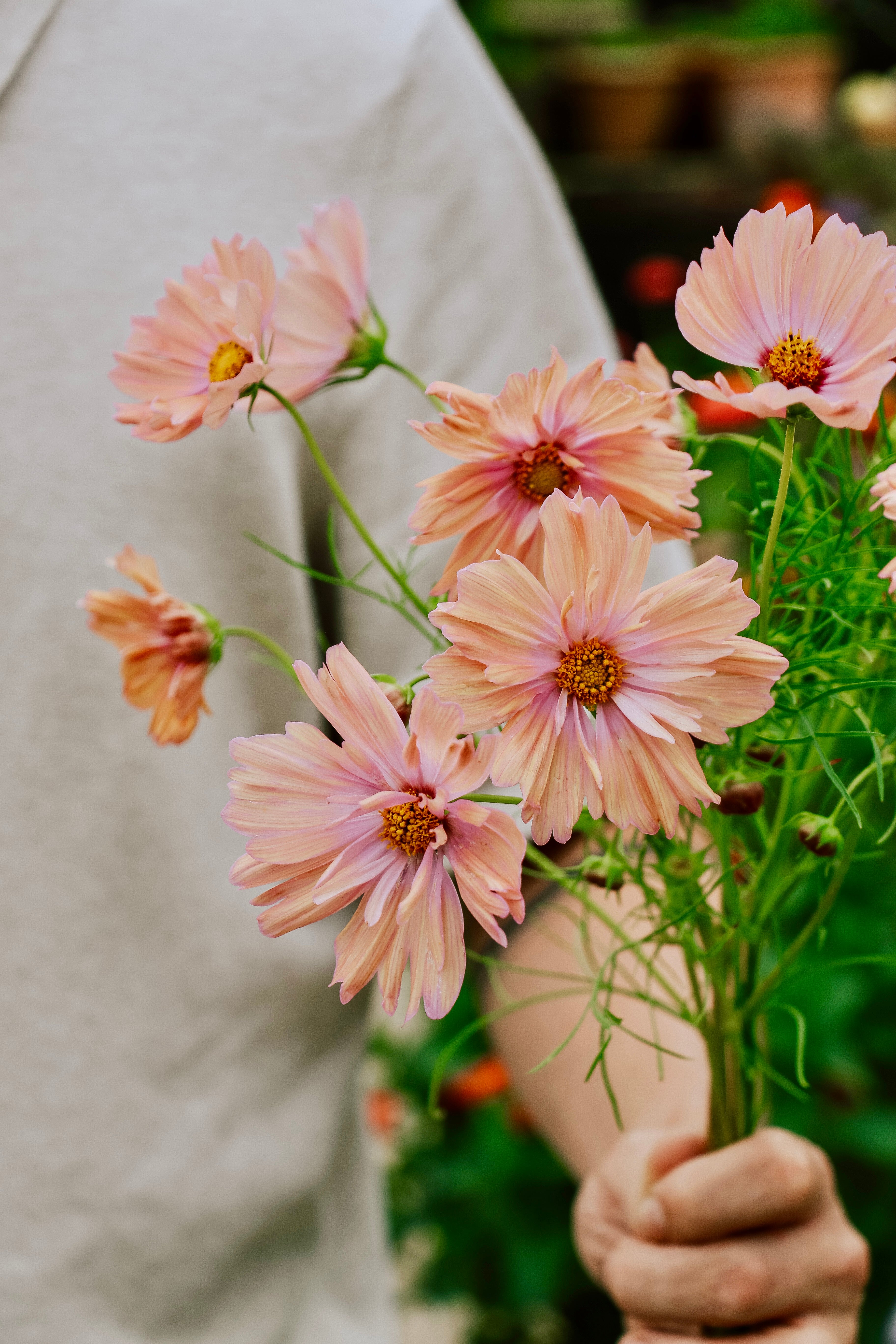 Cosmos bipinnatus &