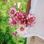 Cosmos bipinnatus 'fizzy rose picotee'-Angelo