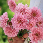 Cosmos bipinnatus 'double dutch rose'-Angelo