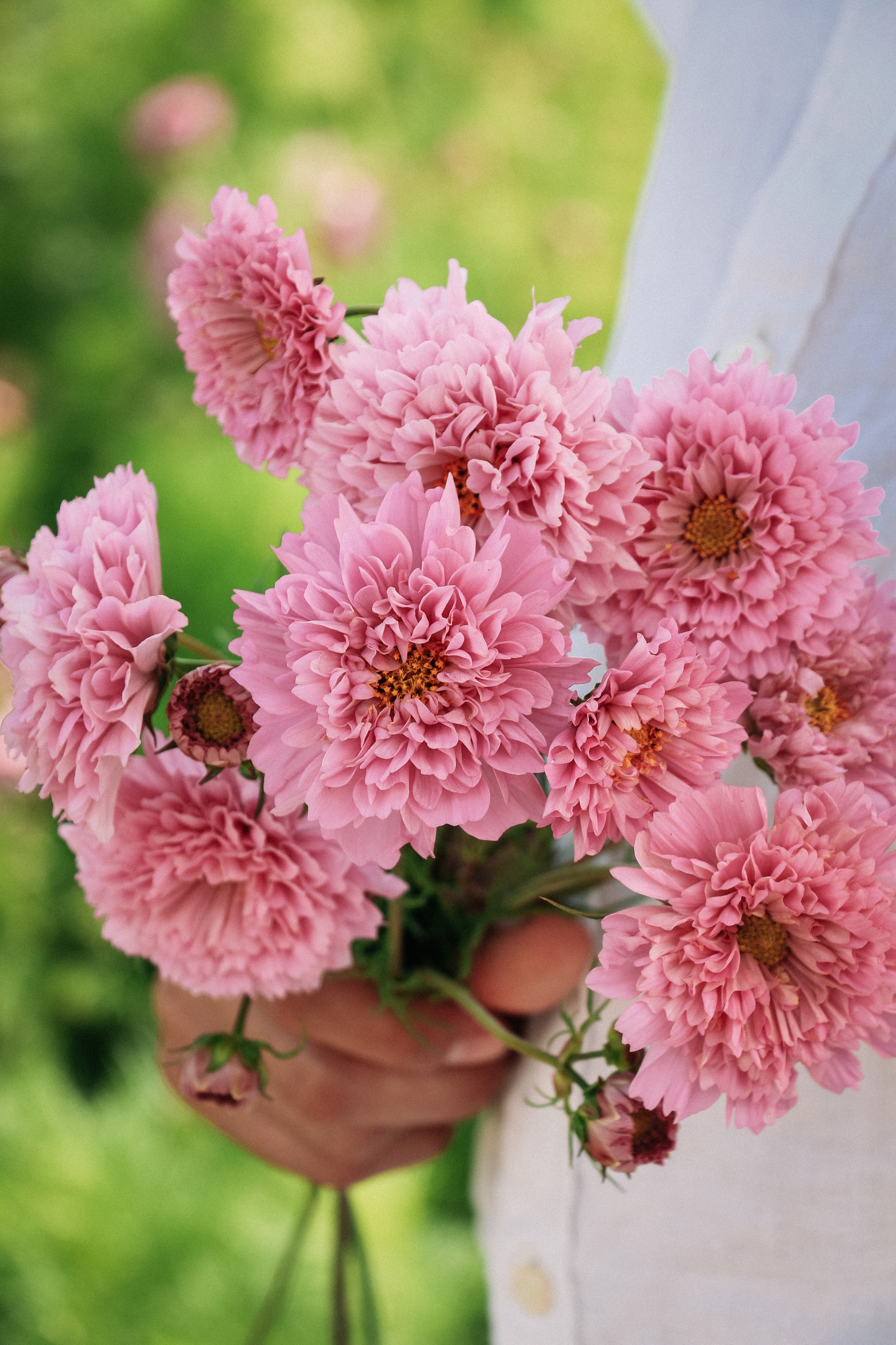 Cosmos bipinnatus 'double dutch rose'-Angelo