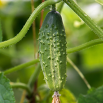 Plukpakket: Een biologische moestuin-Angelo