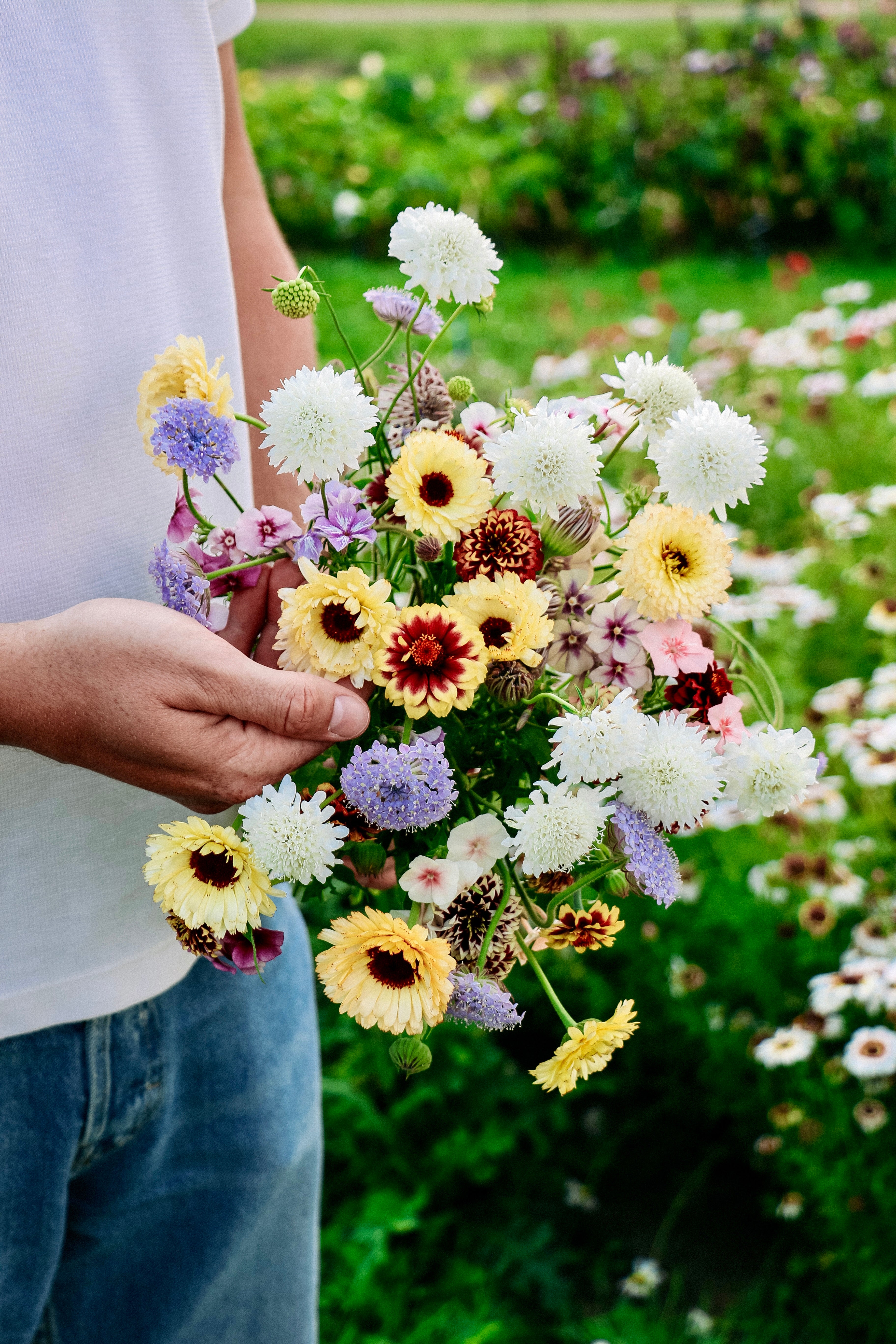 Plukpakket: Honey Dew-Angelo