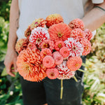 Plukpakket: Zinnia-Angelo