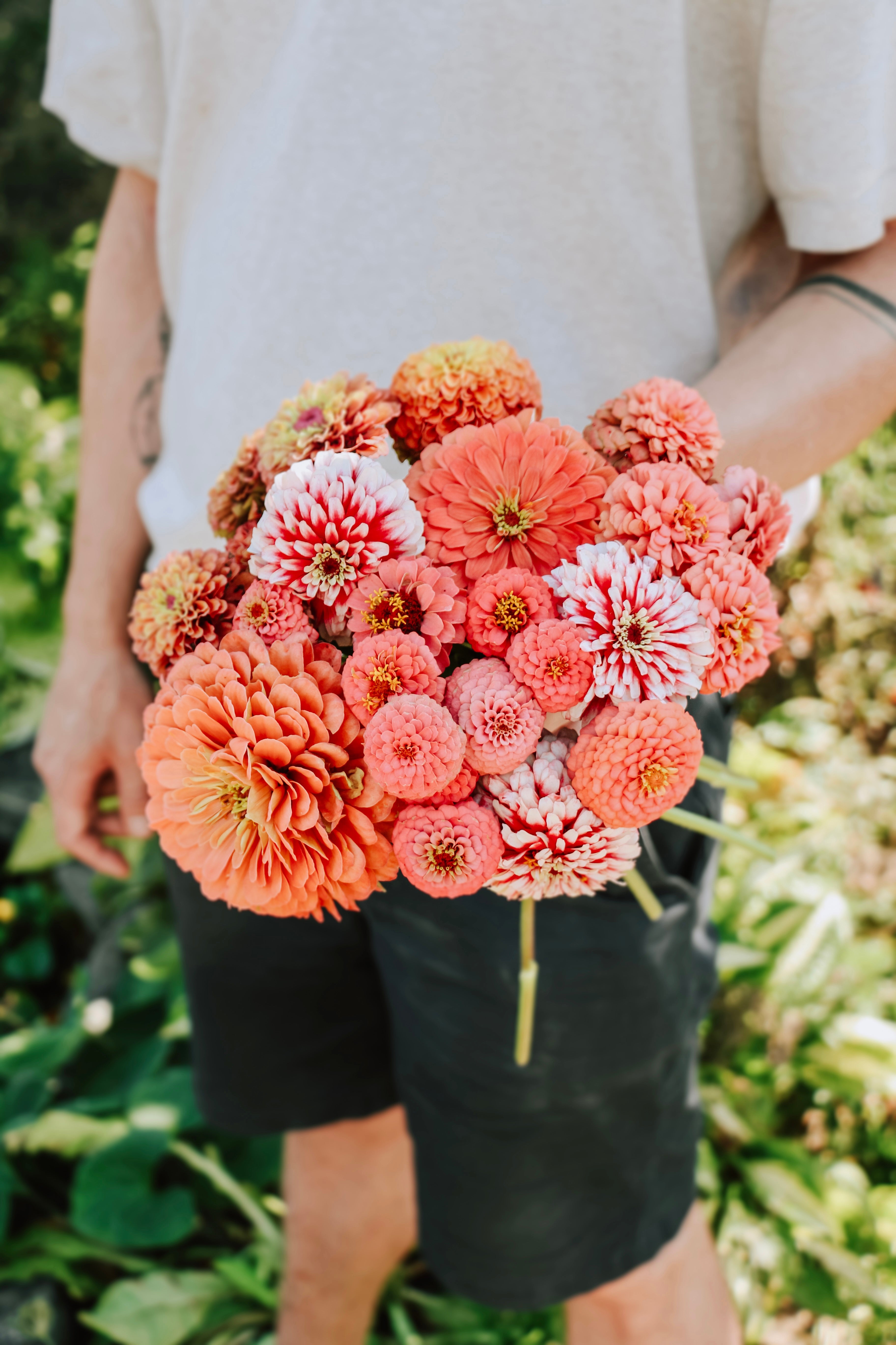 Plukpakket: Zinnia-Angelo