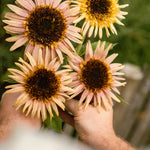 Plukpakket: Zonnebloem-Angelo