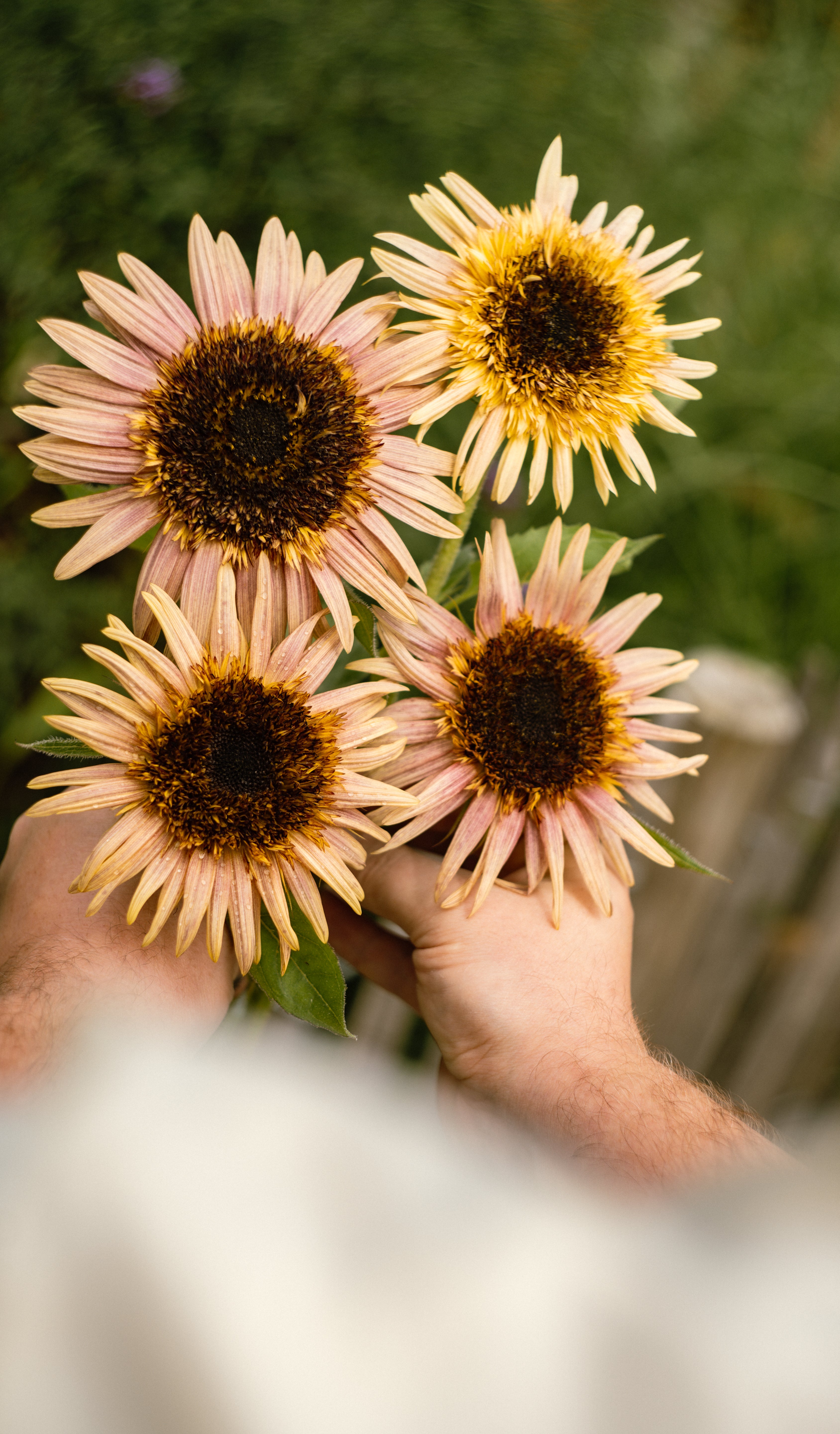 Plukpakket: Zonnebloem-Angelo