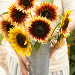 Plukpakket: Zonnebloem-Angelo