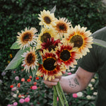 Plukpakket: Zonnebloem-Angelo