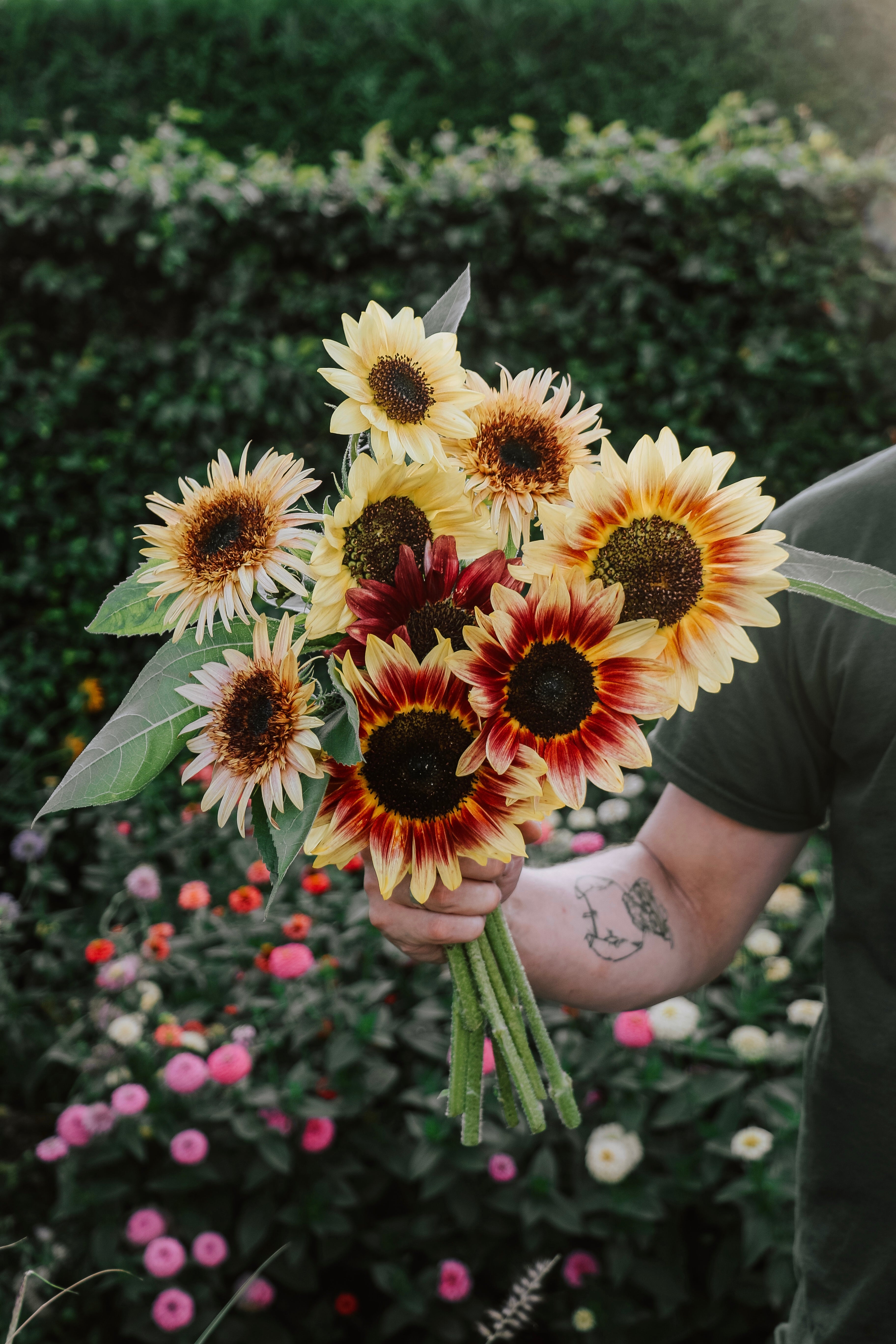 Plukpakket: Zonnebloem-Angelo