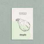 Pompoen 'Blue Hubbard'-Angelo