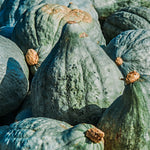 Pompoen 'Blue Hubbard'-Angelo