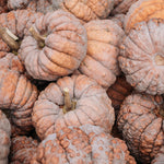 Pompoen 'Futsu Black'-Angelo