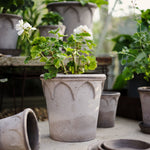 Pot Elizabeth-Angelo