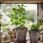 Pot Elizabeth-Angelo