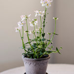 Pot Københavner-Angelo