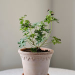 Pot Københavner-Angelo