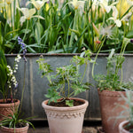 Pot Københavner-Angelo