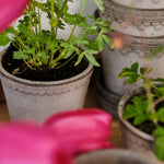 Pot Københavner-Angelo