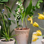 Pot Københavner - hoog-Angelo