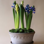 Pot Københavner - laag-Angelo