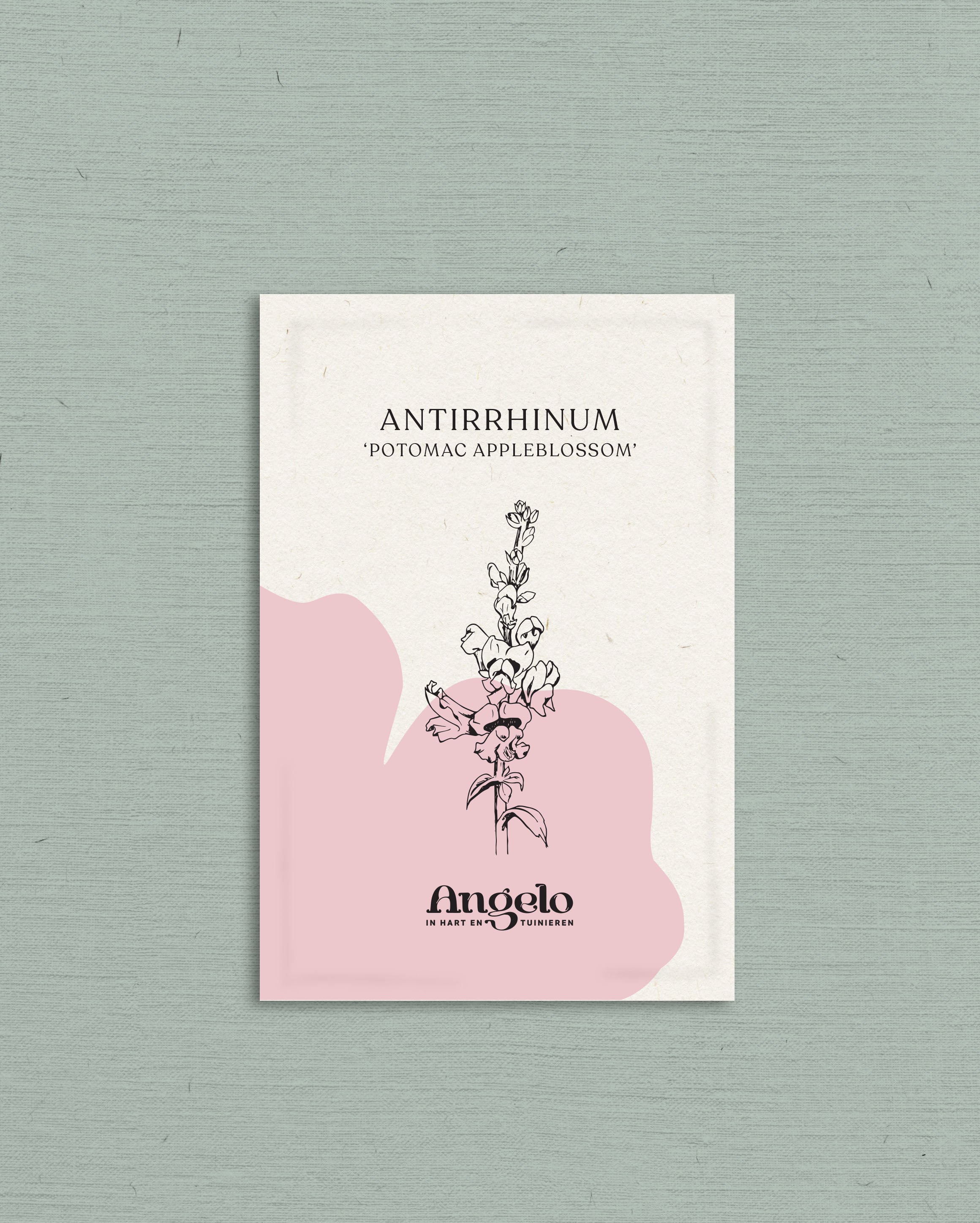 Antirrhinum majus &