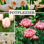 Bollenpakket: Potplezier met kleurrijke bloembollen in lente bloei, ideaal voor bloempot decoratie.