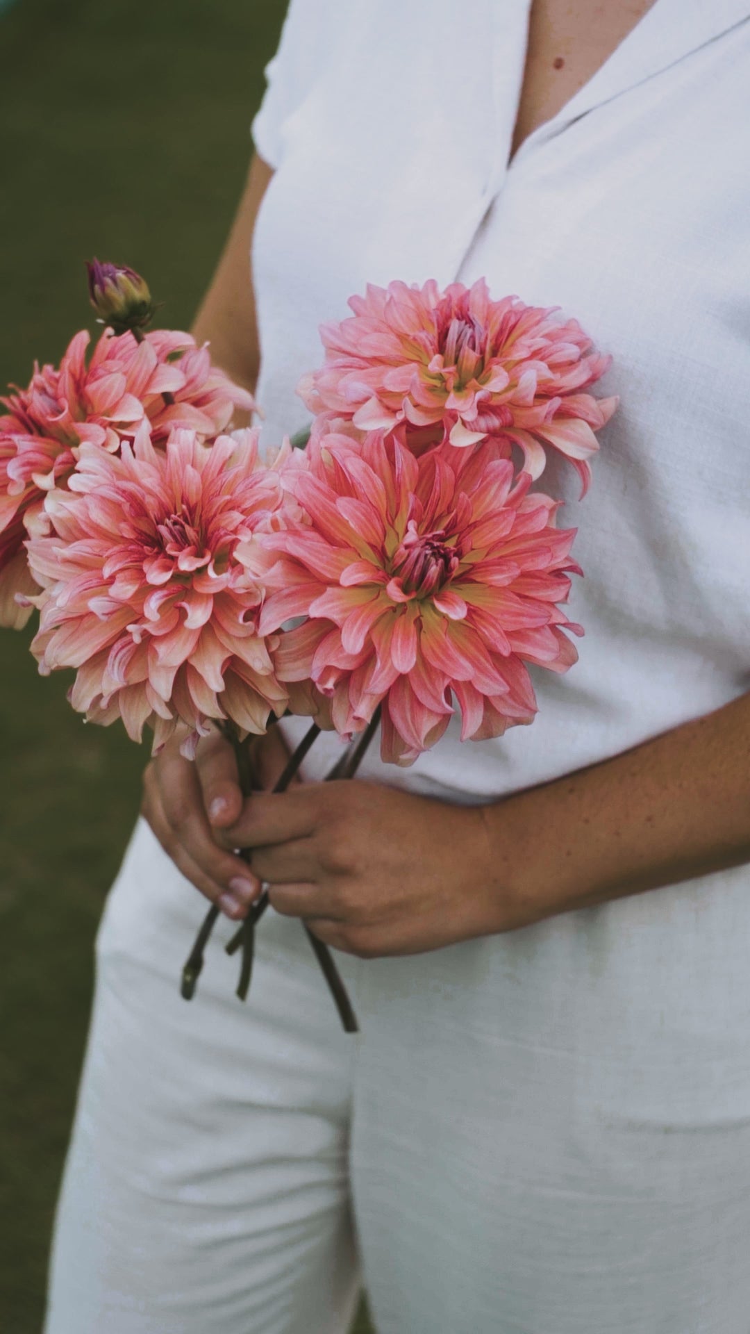 Dahlia &