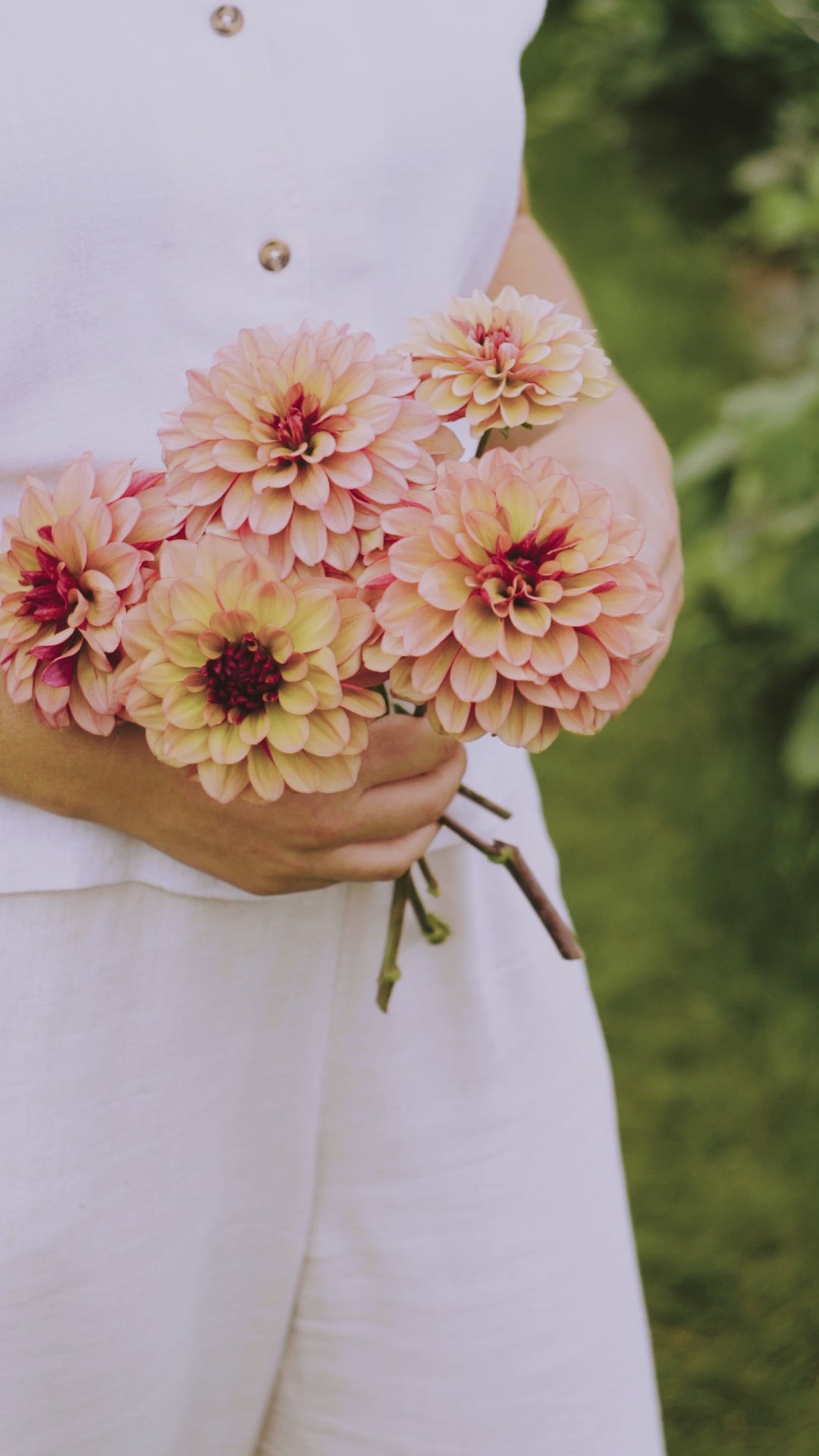 Dahlia &