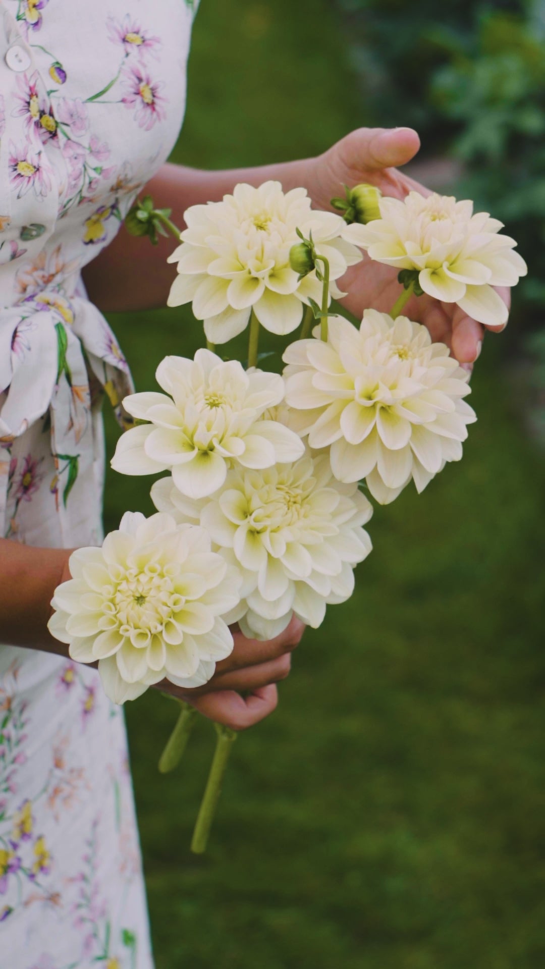 Dahlia &
