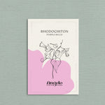 Rhodochiton atrosanguineum 'purple bells'-Angelo