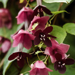 Rhodochiton atrosanguineum 'purple bells'-Angelo