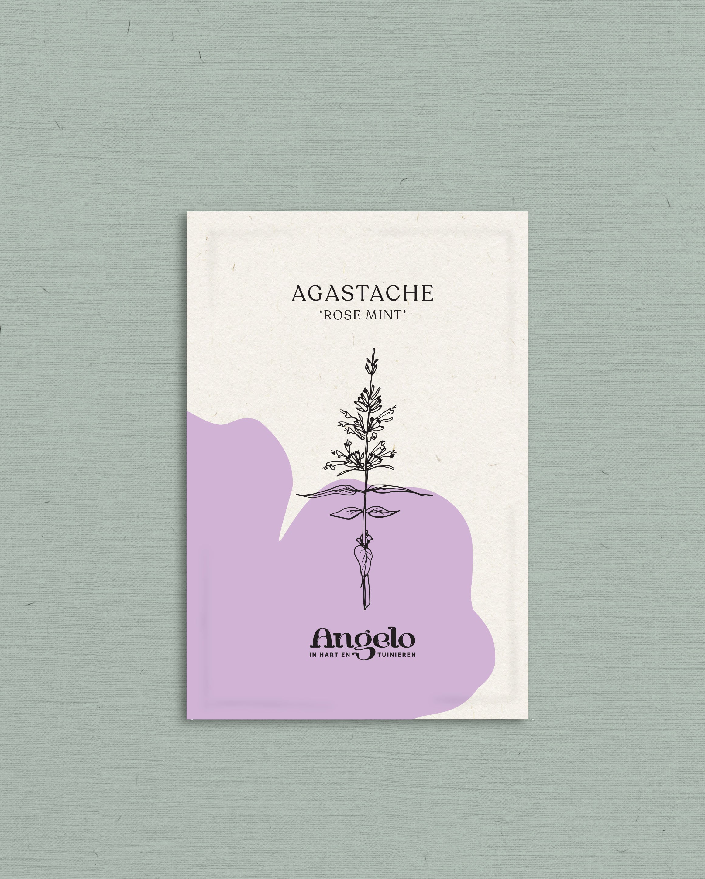Agastache pallidiflora subsp neomexicana &