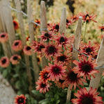 Rudbeckia hirta 'cherry brandy'-Angelo