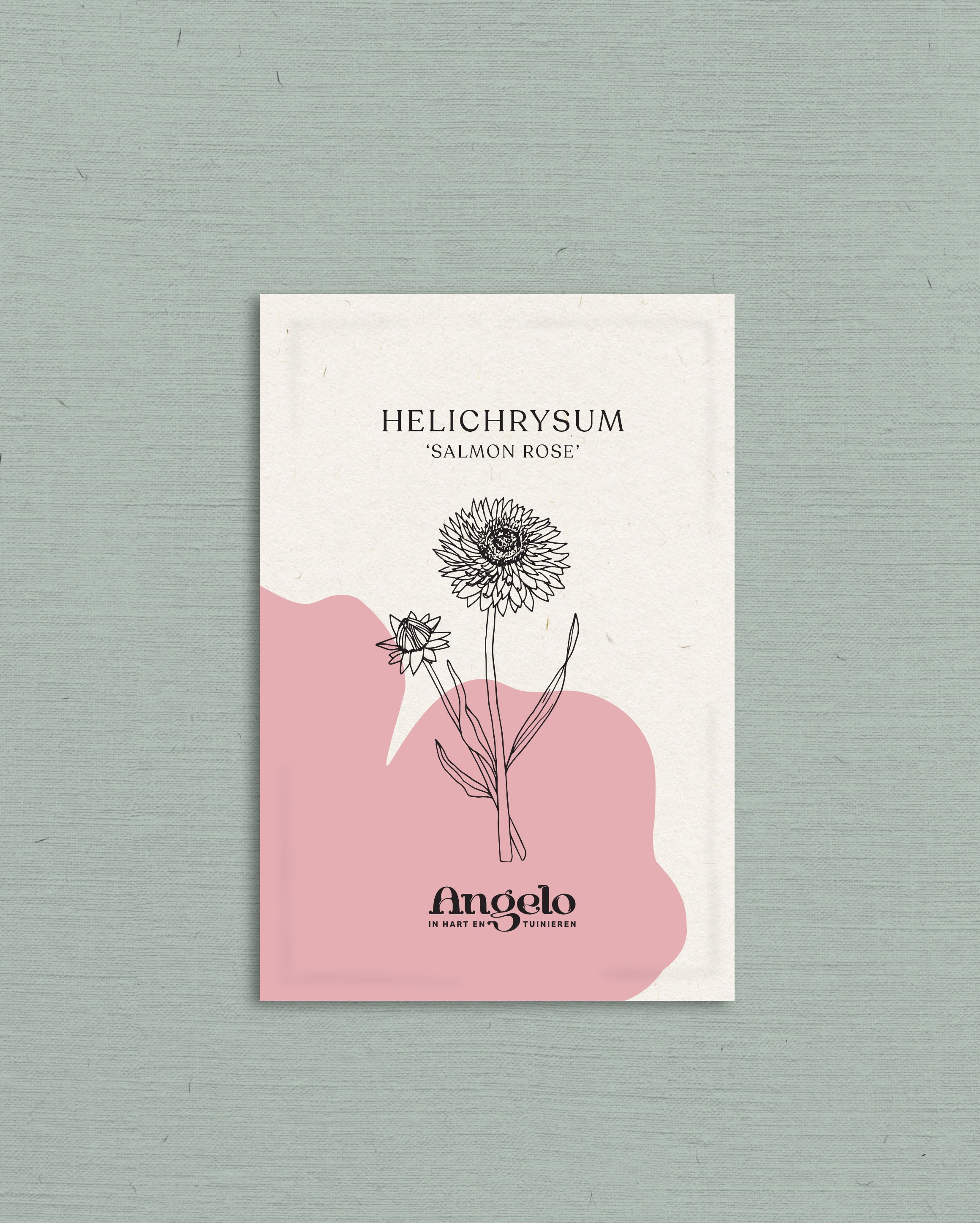 Helichrysum bracteatum &