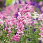 Salvia horminum 'Pink Sundae'-Angelo