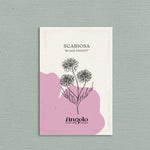 Scabiosa atropurpurea 'Black Knight'-Angelo