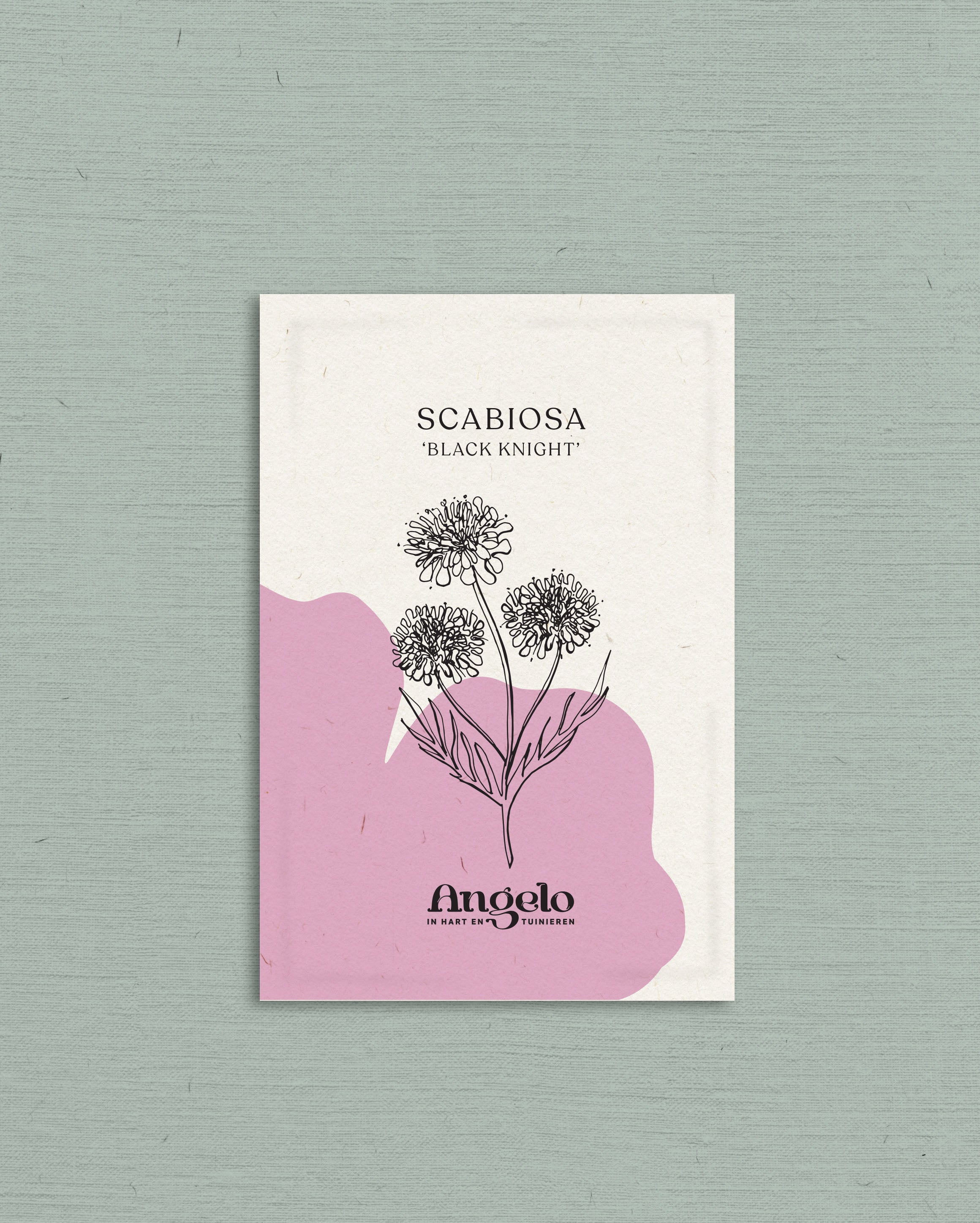 Scabiosa atropurpurea 'Black Knight'-Angelo