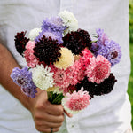 Scabiosa atropurpurea 'Mix'-Angelo
