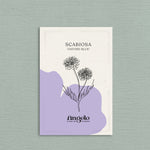 Scabiosa atropurpurea 'oxford blue'-Angelo