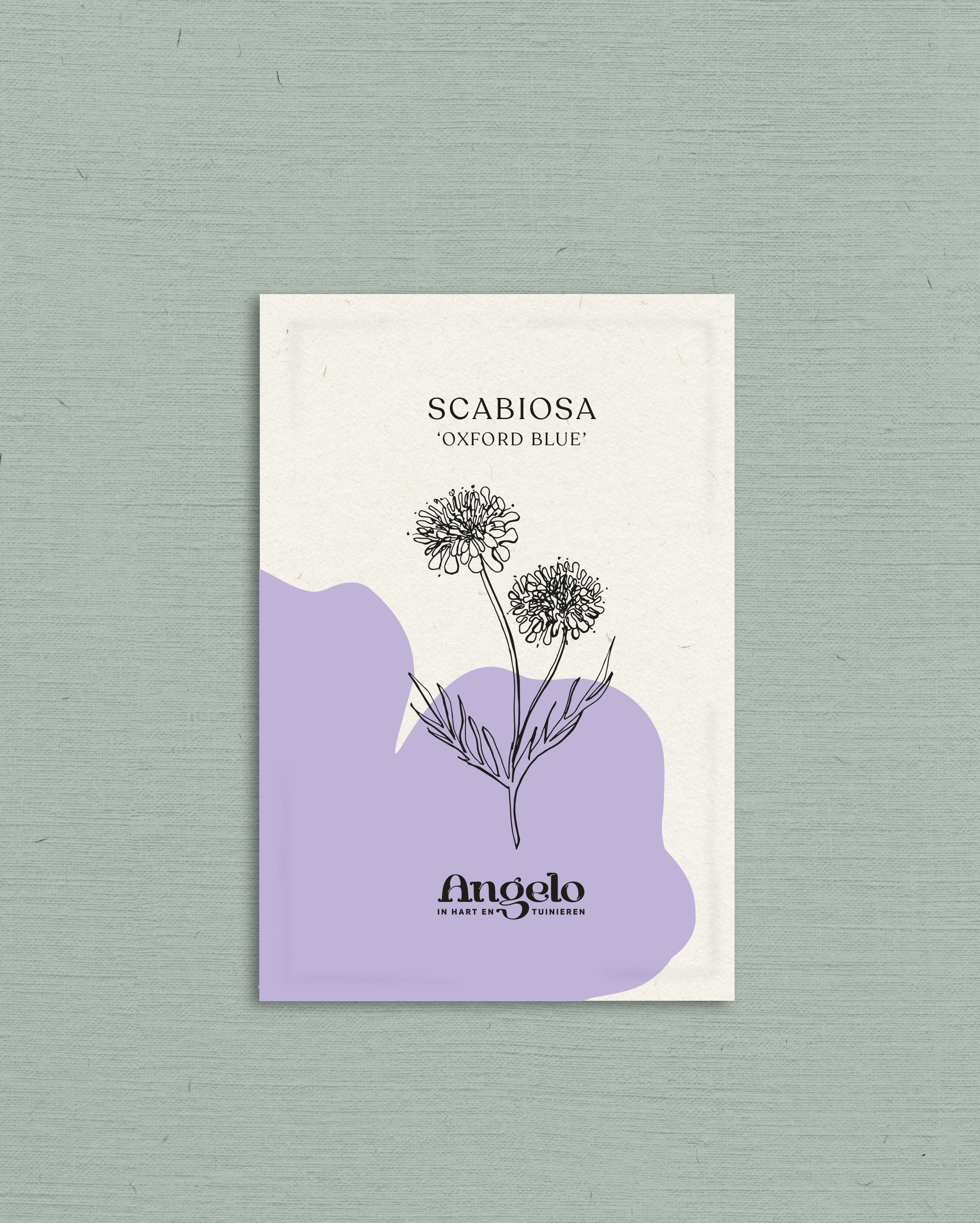 Scabiosa atropurpurea 'oxford blue'-Angelo