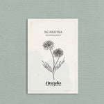 Scabiosa atropurpurea 'Snowmaiden'-Angelo