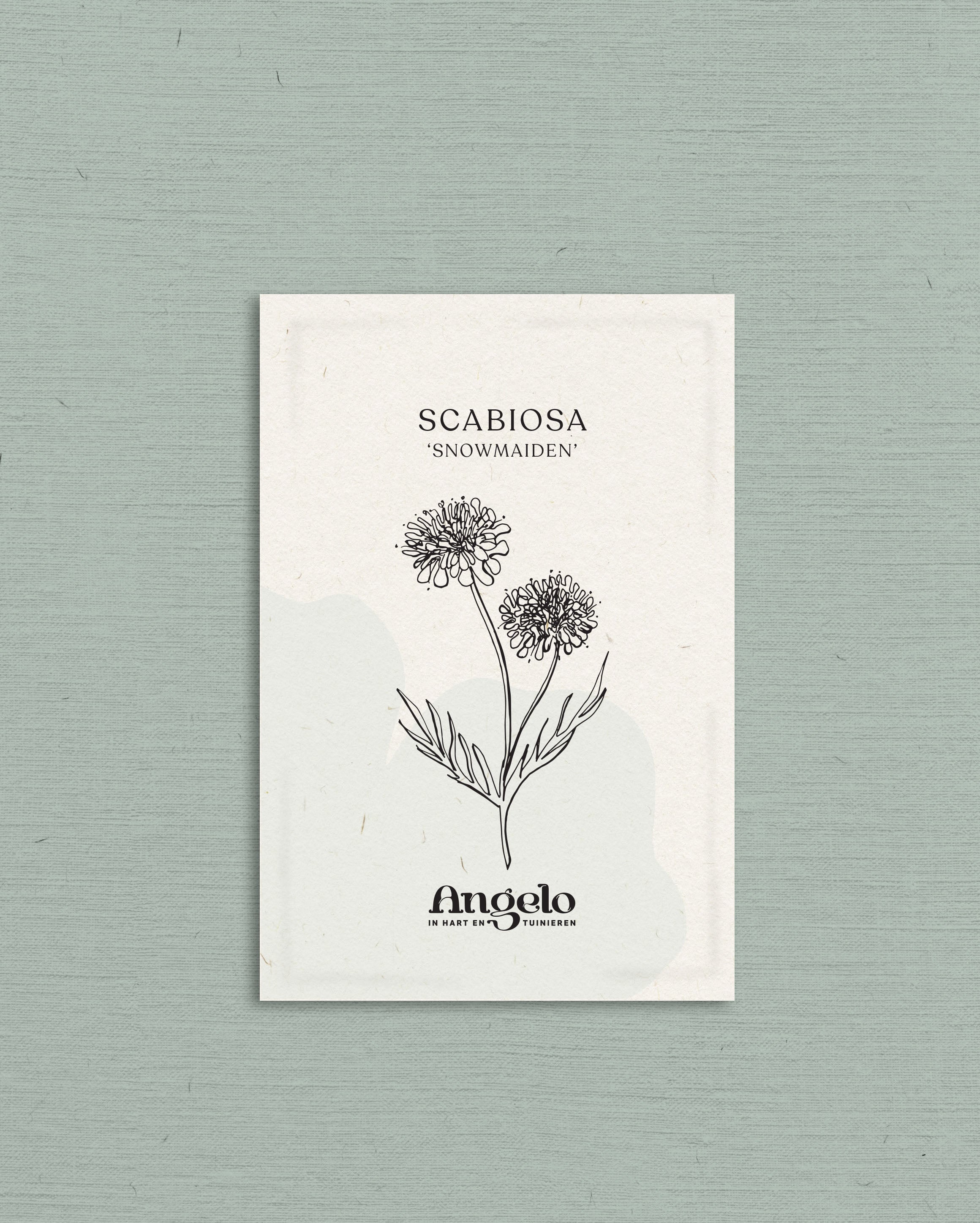 Scabiosa atropurpurea 'Snowmaiden'-Angelo