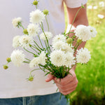 Scabiosa atropurpurea 'Snowmaiden'-Angelo